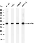 c-Jun Rabbit Monoclonal Antibody