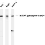 mTOR (Phospho-Ser2448) Rabbit Monoclonal Antibody