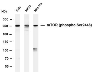 mTOR (Phospho-Ser2448) Rabbit Monoclonal Antibody
