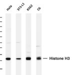 Histone H3 Rabbit Monoclonal Antibody