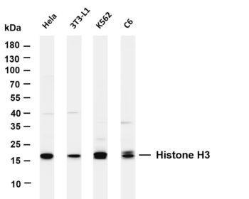 Histone H3 Rabbit Monoclonal Antibody