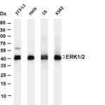 ERK1/2 Rabbit Monoclonal Antibody