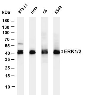 ERK1/2 Rabbit Monoclonal Antibody