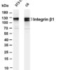 Integrin β1 Rabbit Monoclonal Antibody - Image 2