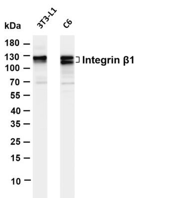 Integrin β1 Rabbit Monoclonal Antibody - Image 2