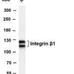 Integrin β1 Rabbit Monoclonal Antibody