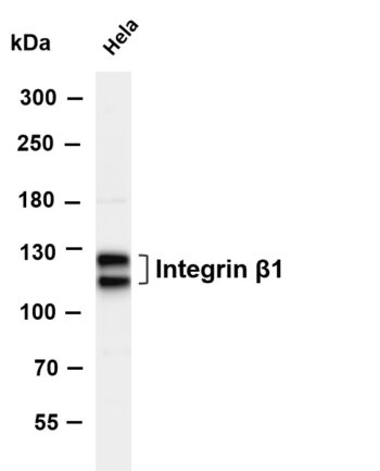 Integrin β1 Rabbit Monoclonal Antibody