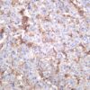 Integrin β1 Rabbit Monoclonal Antibody - Image 4