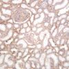 Integrin β1 Rabbit Monoclonal Antibody - Image 3
