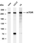 mTOR Rabbit Monoclonal Antibody