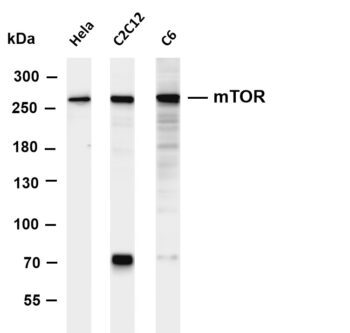 mTOR Rabbit Monoclonal Antibody
