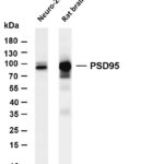 PSD95 Rabbit Monoclonal Antibody