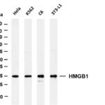 HMGB1 Rabbit Monoclonal Antibody