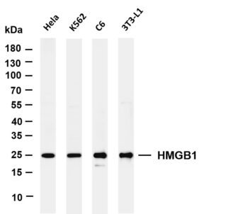 HMGB1 Rabbit Monoclonal Antibody