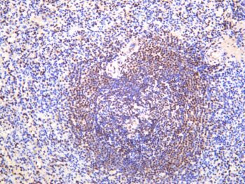 HMGB1 Rabbit Monoclonal Antibody - Image 2