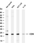 CD9 Rabbit Monoclonal Antibody
