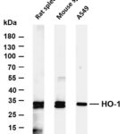 HO-1 Rabbit Monoclonal Antibody
