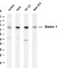 Sumo 1 Rabbit Monoclonal Antibody
