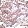 Sumo 1 Rabbit Monoclonal Antibody - Image 2