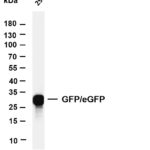 GFP/eGFP Rabbit Monoclonal Antibody