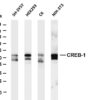 CREB-1 Rabbit Monoclonal Antibody