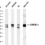 CREB-1 Rabbit Monoclonal Antibody
