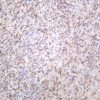 CREB-1 Rabbit Monoclonal Antibody - Image 2