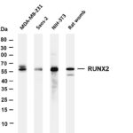 RUNX2 Rabbit Monoclonal Antibody
