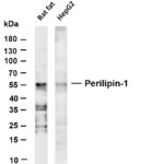Perilipin-1 Rabbit Monoclonal Antibody