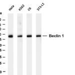 Beclin 1 Rabbit Monoclonal Antibody