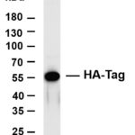 HA-Tag Rabbit Monoclonal Antibody