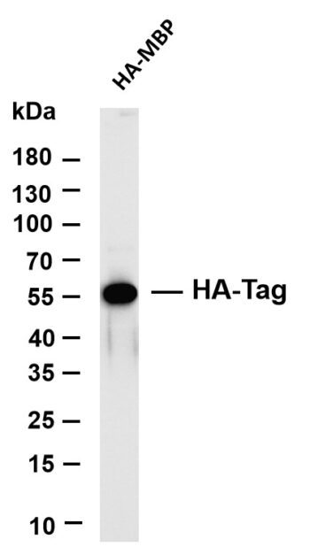 HA-Tag Rabbit Monoclonal Antibody