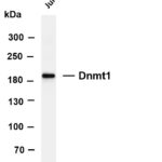 Dnmt1 Rabbit Monoclonal Antibody