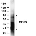CD63 Rabbit Monoclonal Antibody
