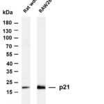 p21 Rabbit Monoclonal Antibody