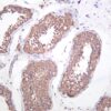 Raf-B (Phospho-Thr401) Rabbit Monoclonal Antibody - Image 2