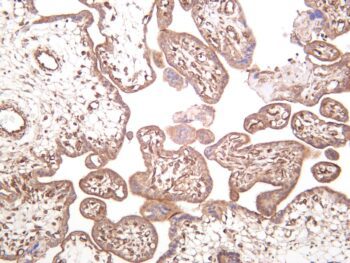 MYPT1 Rabbit Monoclonal Antibody - Image 2