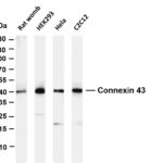 Connexin 43 Rabbit Monoclonal Antibody