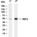 RIP3 Rabbit Monoclonal Antibody