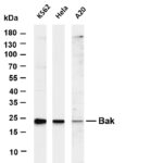 Bak Rabbit Monoclonal Antibody