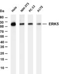 ERK5 Rabbit Monoclonal Antibody