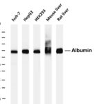 Albumin Rabbit Monoclonal Antibody