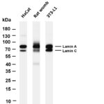 Lamin A/C Rabbit Monoclonal Antibody