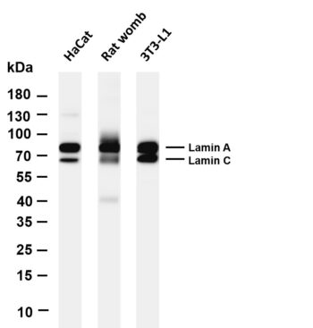 Lamin A/C Rabbit Monoclonal Antibody