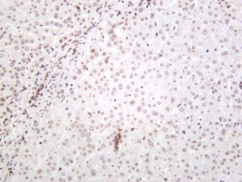 Lamin A/C Rabbit Monoclonal Antibody - Image 2