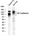 VE Cadherin Rabbit Monoclonal Antibody