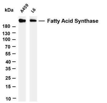 Fatty Acid Synthase Rabbit Monoclonal Antibody
