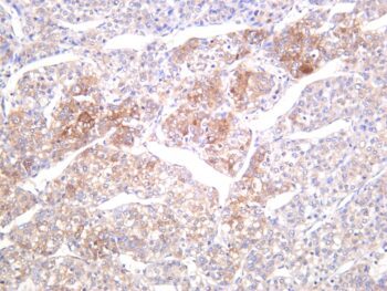 Fatty Acid Synthase Rabbit Monoclonal Antibody - Image 2