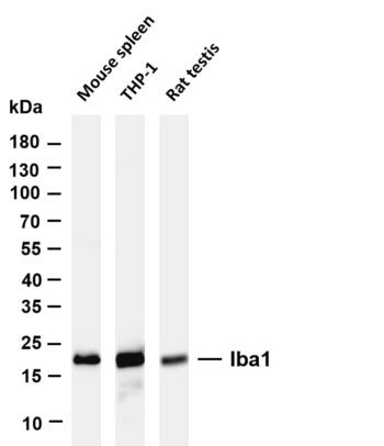 Iba1 Rabbit Monoclonal Antibody
