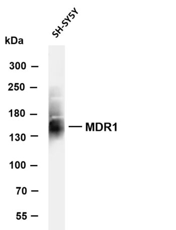 MDR1 Rabbit Monoclonal Antibody